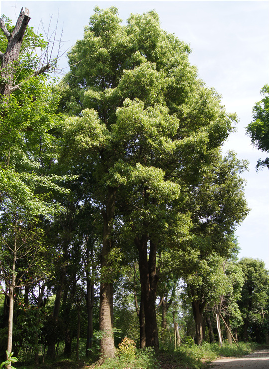 海北移植大樟树