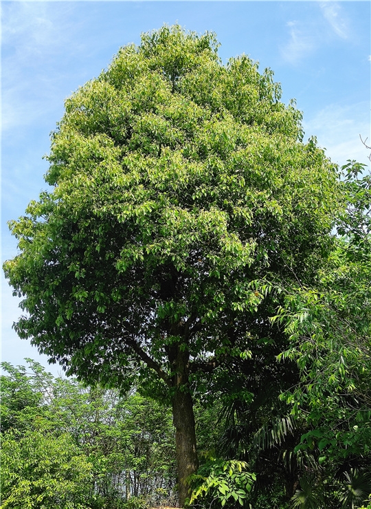 江苏樟树