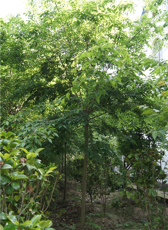 浙江红榉树