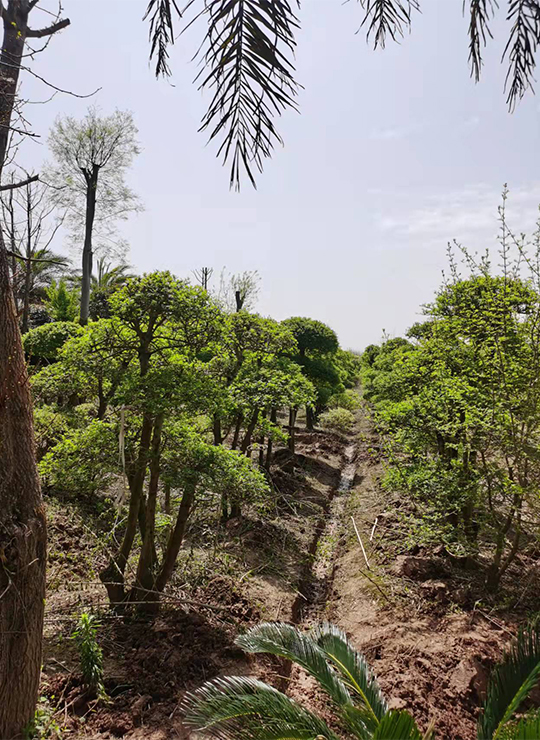 对接白蜡木桩景